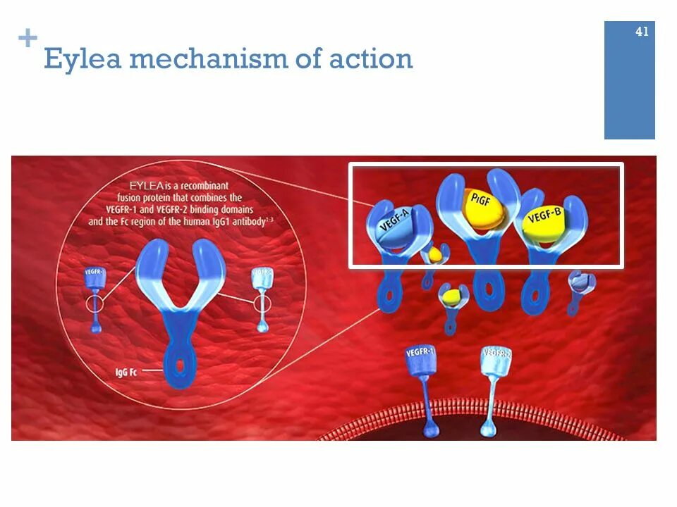 Инъекции эйлеа. Эйлеа укол. Афлиберцепт механизм действия. Интравитреальные инъекции ингибиторов ангиогенеза. Укол ингибитора ангиогенеза в глаза.