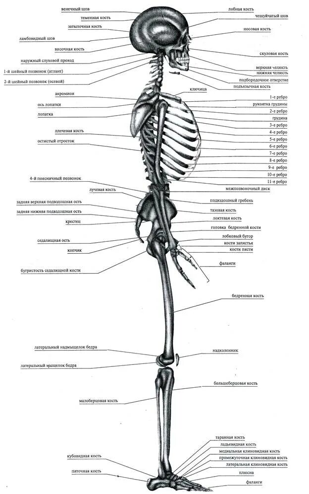 Название костей скелета туловища. Скелет человека анатомия сбоку. Скелет человека вид сбоку. Строение скелета сбоку.