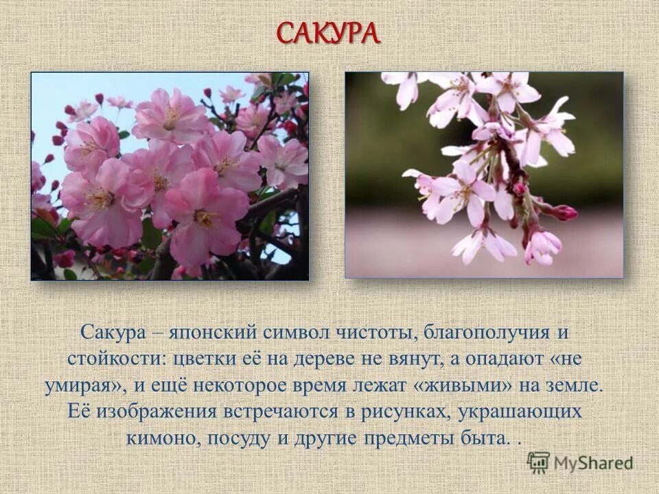 Сакура что означает. Сакура интересные факты. Культура Японии 3 класс. Сообщение о Сакуре. Сакура - символ Японии и японской культуры..