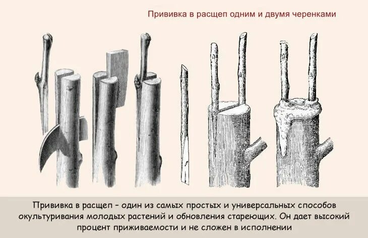 Прививка в расщеп. Схема прививки в расщеп. Прививка в расщеп простой и универсальный метод. Овощная прививка в расщеп. Прививка яблони в расщеп видео