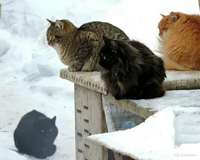 Кошка не может быть одна
