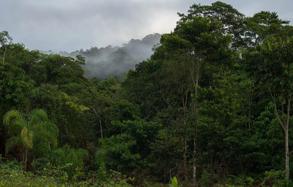 гилеи южной америки. тропические дождевые леса амазонии. влажные экваториальные леса южной. тропические дождевые леса амазонии. гвианская амазония национальный парк.