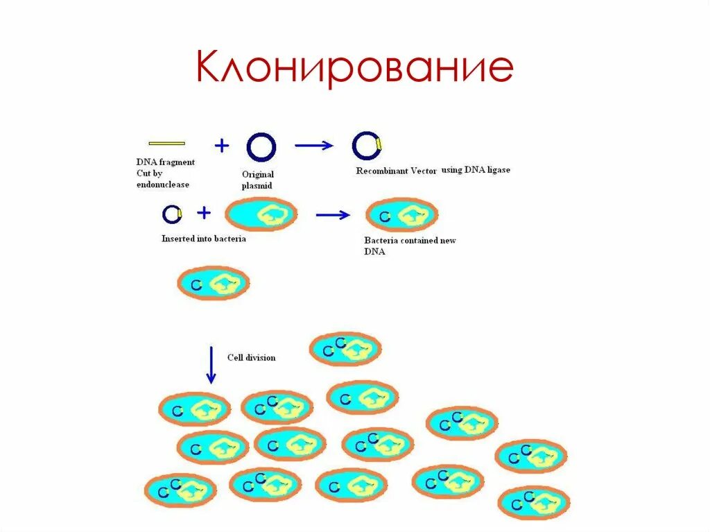 Клонирование плазмиды. Клонирование ДНК. Клонирование фрагментов ДНК. Клонирование бактерий схема.