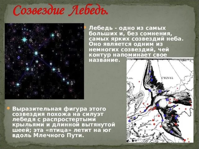 Об 1 из созвездий весеннего неба. Созвездие лебедь рассказ для 2 класса. Рассказ о созвездии осеннего неба. Рассказ о созвездии лебедь. Созвездие лебедь Легенда.