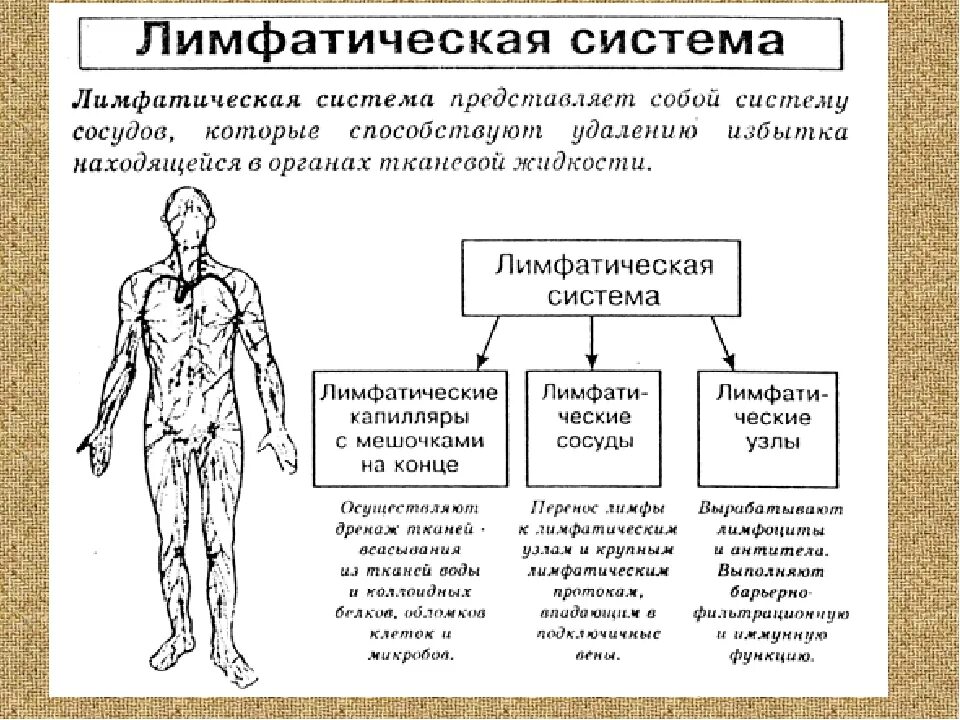 Функции лимфатической системы схема. Схема строение и функции лимфатической системы. Схема строения лимфатической системы пропущенные компоненты. Лимфатическая система человека строение и функции таблица. Лимфосистема схема