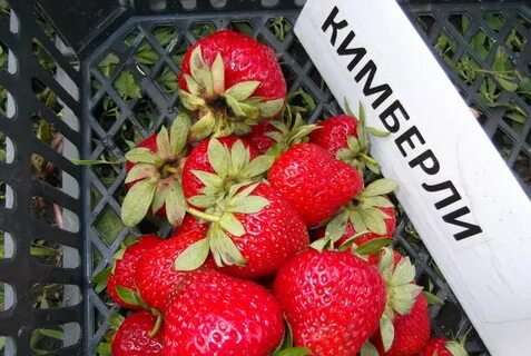 Вима кимберли клубника описание сорта отзывы
