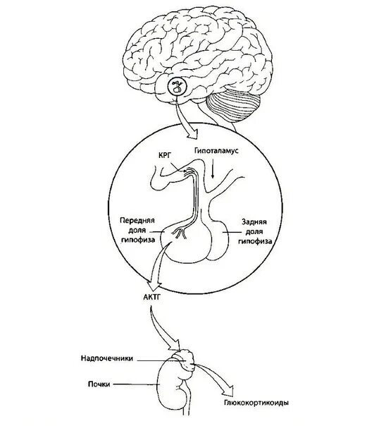 Гипоталамо-гипофизарная система схема процессов. Схема регуляции гипоталамо-гипофизарной системы. Гипоталамус и гипофиз схема. Механизм обратной связи гипоталамо гипофизарной системы. Гипофиза гипоталамо гипофизарная система