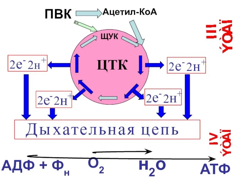 Атф н2о. ПВК В ацетил КОА. АДФ ФН. Окисление ацетил КОА В ЦТК. АТФ из АДФ И ФН.