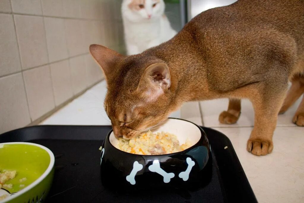 Кот дает еду