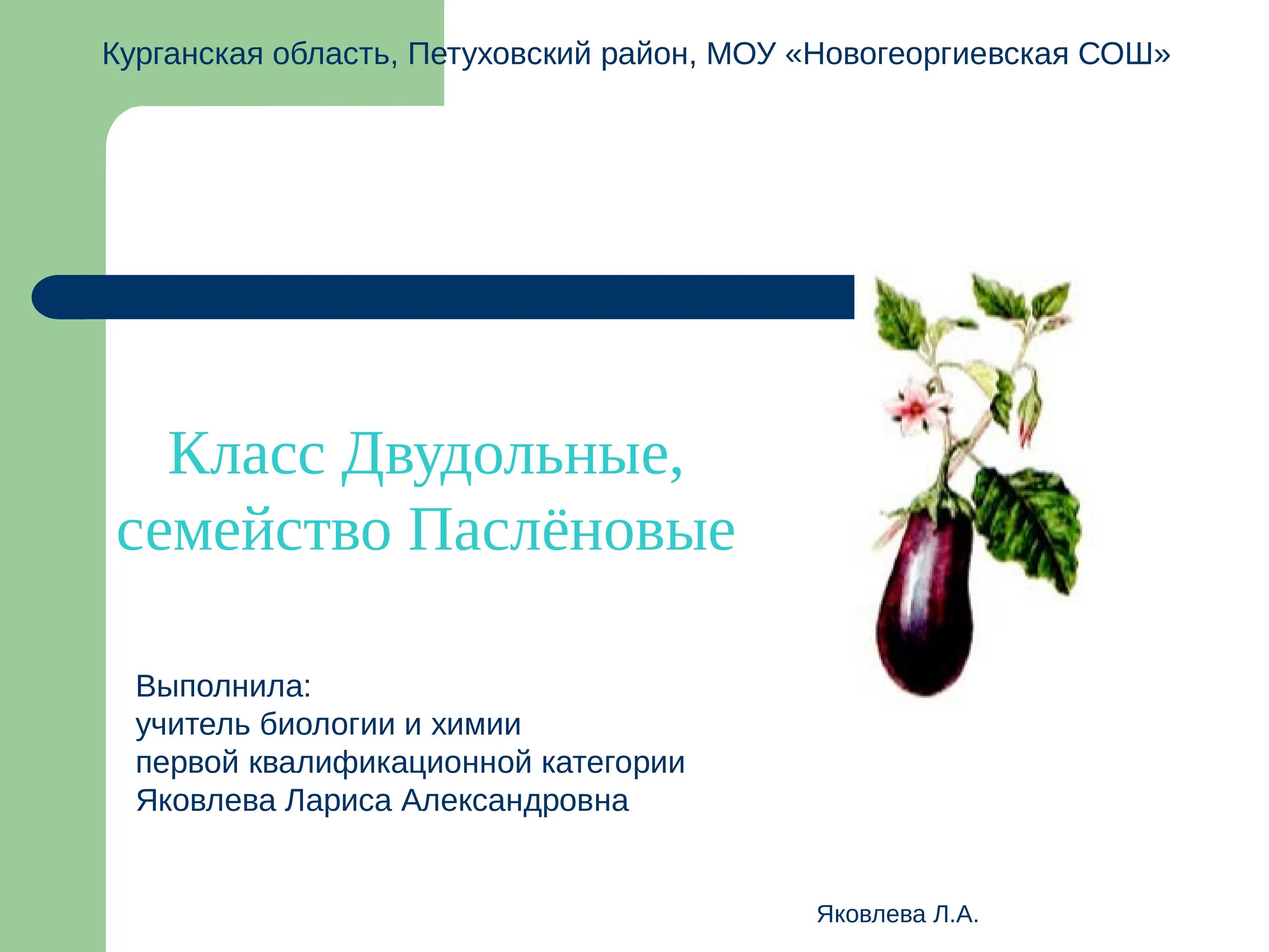 Класс двудольные семейство Пасленовые. Семейство Пасленовые 6 класс биология. Биология 6 класс двудольные семейство пасленовых. Класс двудольные семействопаслёные. Покрытосеменные пасленовые двудольные паслен черный паслен