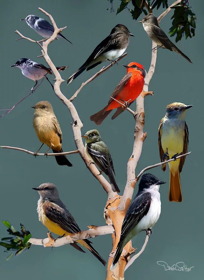Название птиц много. Много птиц. Разные птички. Несколько птиц. Много красивых птиц.