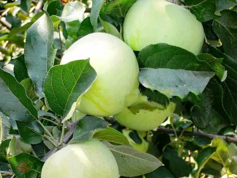 Сорт яблок куйбышевское. Куйбышева яблоко. Яблоки куйбышевские фото. Куйбышева яблоко. Яблоня пепин шафранный.