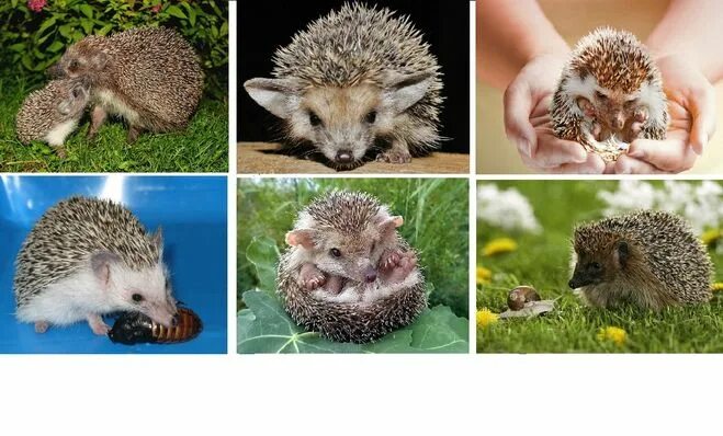 приспособленность ежа. расы и приспособленность. приспособления животных и растений. приспособленность кактуса. таблица адаптации организмов.