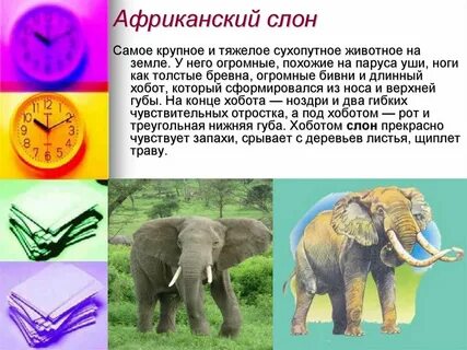 Самым крупным наземным животным является