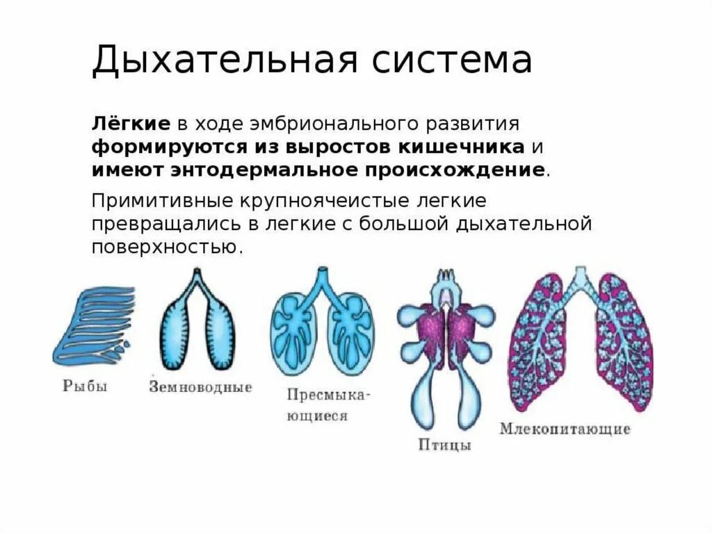 Легочное дыхание у хордовых. Строение дыхательной системы позвоночных. Эволюция органов дыхания у позвоночных животных. Дыхательная система хордовых Эволюция 7 класс. Сравнение дыхательной системы хордовых.