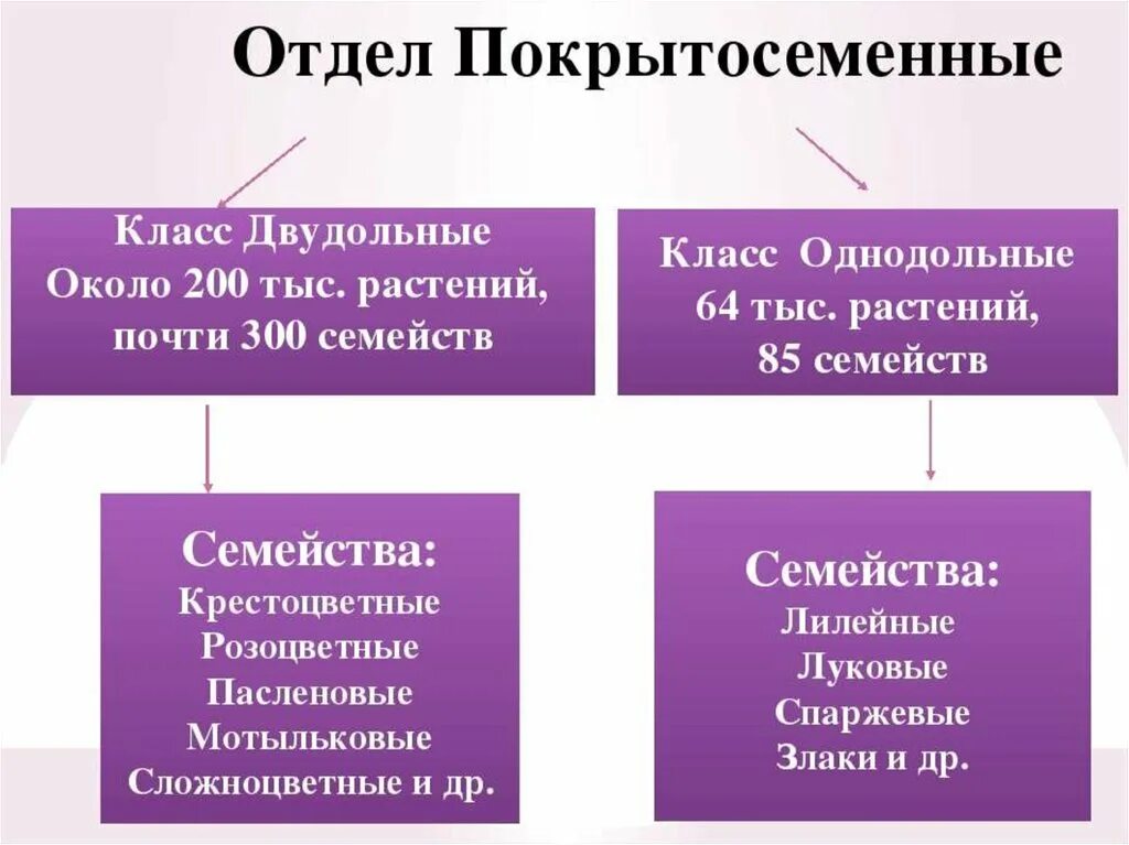 Классификация покрытосеменных. Отдел Покрытосеменные делят на классы. Классификация покрытосеменных растений. Классификация двудольных растений.