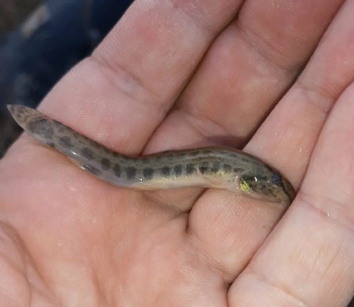 Вьюна угря. Угорь и вьюн различие. Амурский вьюн рыба. Амурский вьюн. Вьюна угря.