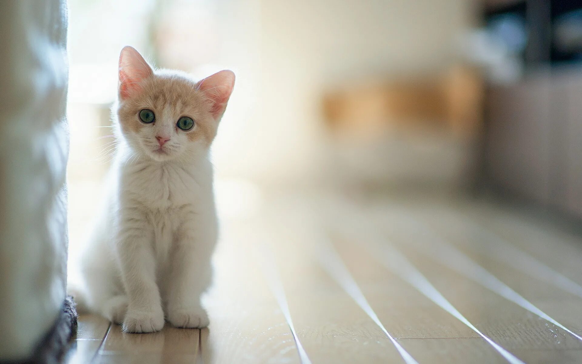Didine02 on Twitter Cute cats, Cats, Cute animals