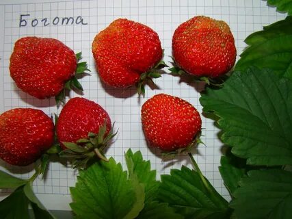 Клубника маша