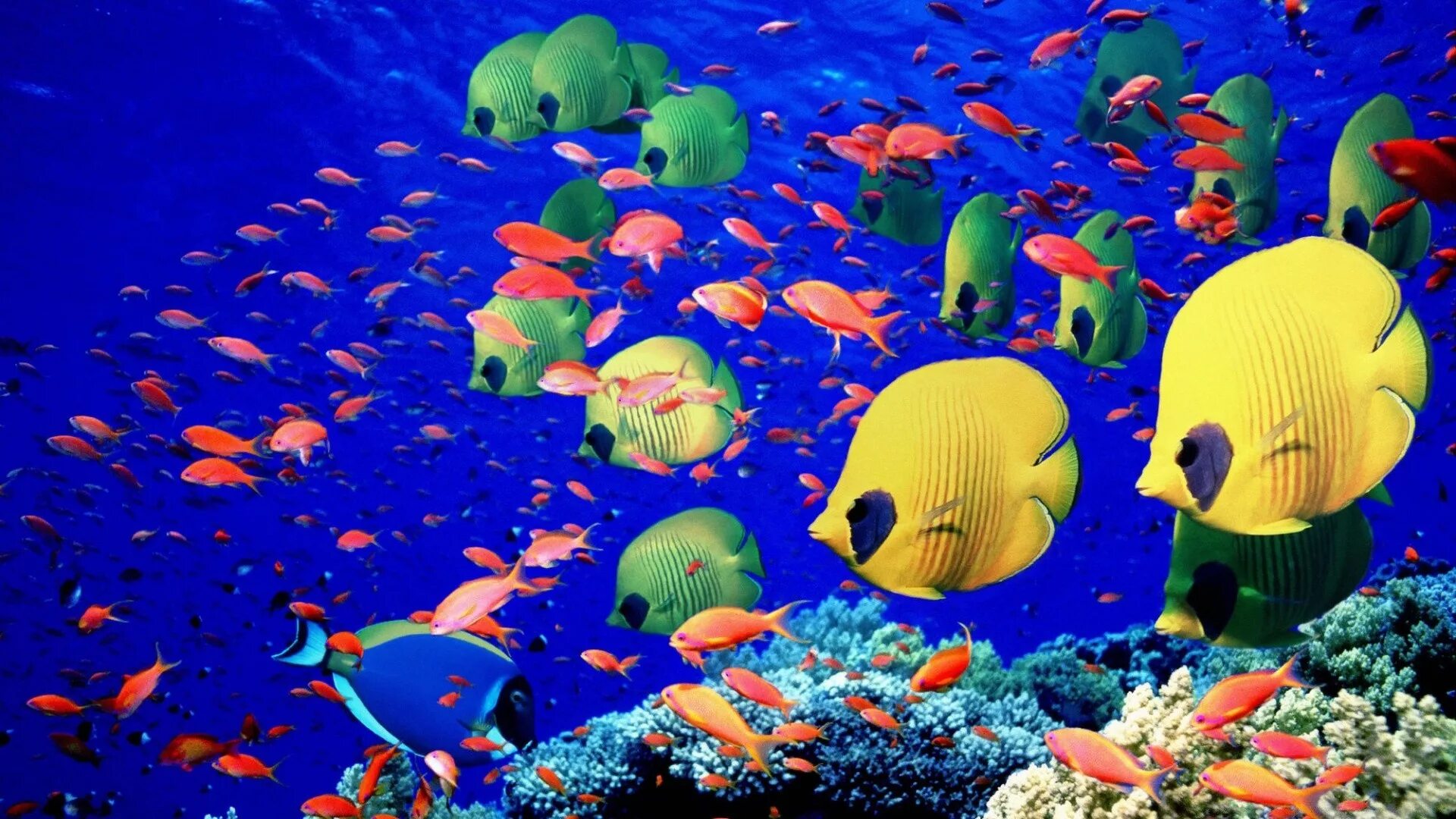 Бесплатные живые обои рыбки. Морская жизнь. Красное море. Under the Sea with Fishes.
