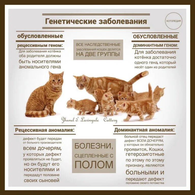 Какие симптомы у кота