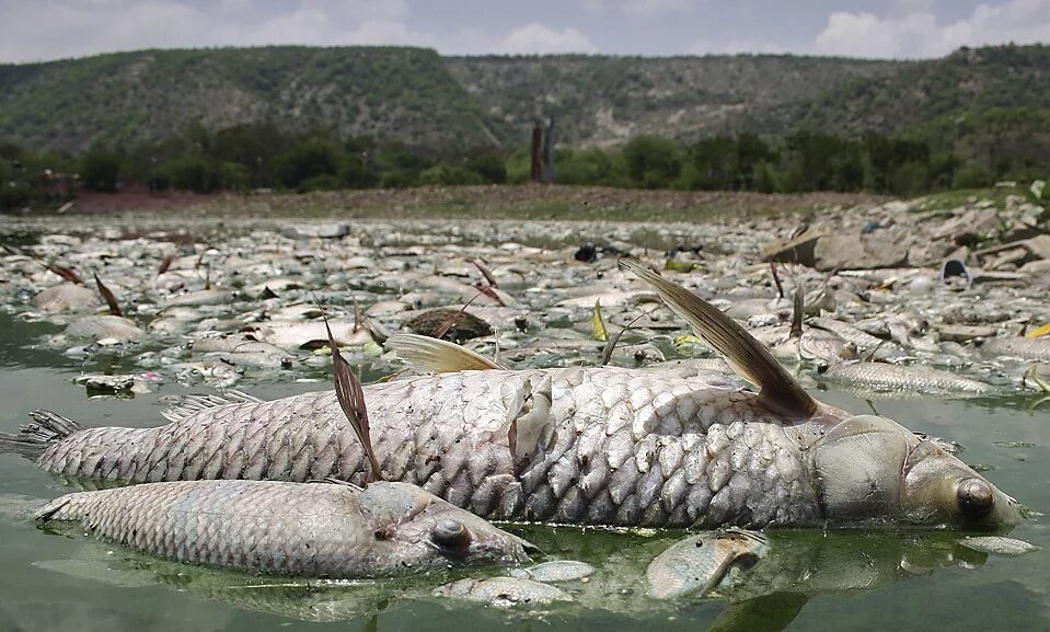 К чему снится дохлая рыба в воде
