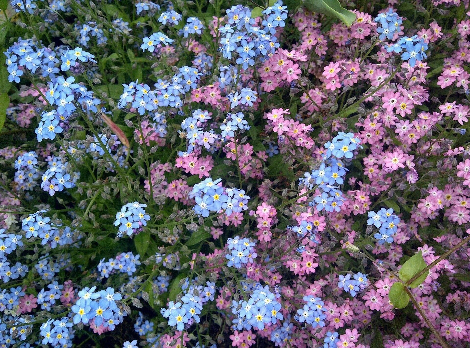 Незабудка Альпийская (Myosotis alpestris). Незабудка Альпийская синяя. Незабудка Альпийская Виктори Роуз.