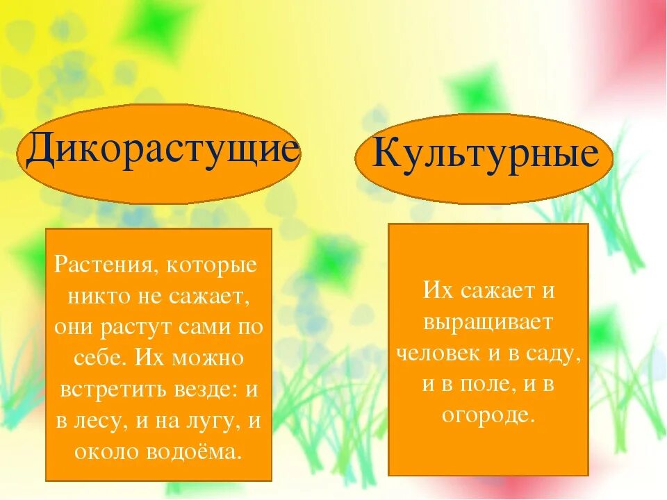 Сравнить и описать культурные растения. Дикорастущие и культурные растения. Группы растений дикорастущие и культурные. Дикорастущие и культурные растения презентация. Дикорастущие растения 2 класс.