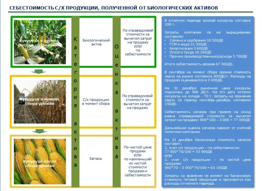 Продукция урожай. Кукуруза сбор урожая. Себестоимость кукурузы. Структура урожая кукурузы. Какая урожайность кукурузы