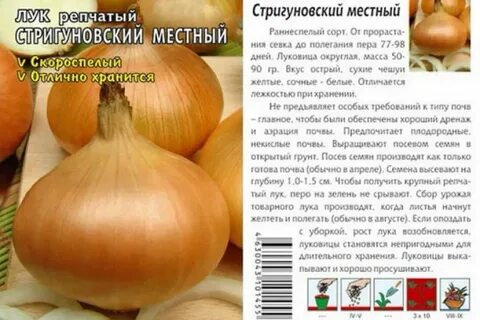 Лук озерский описание сорта отзывы