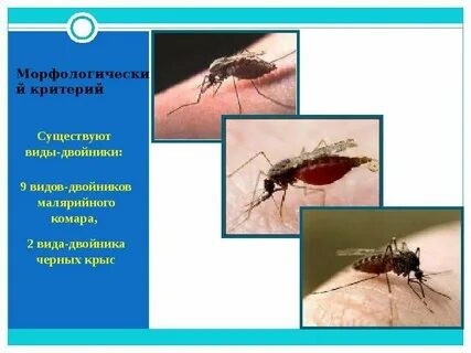 Будете вид