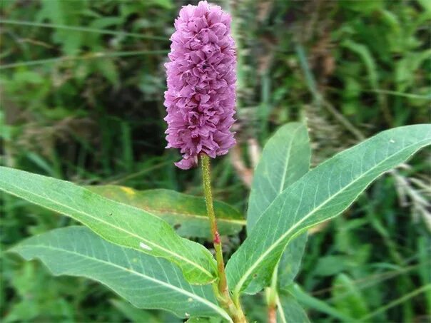 Serpentine Highlander (photo) growing and harvesting Site about a garden, a summ