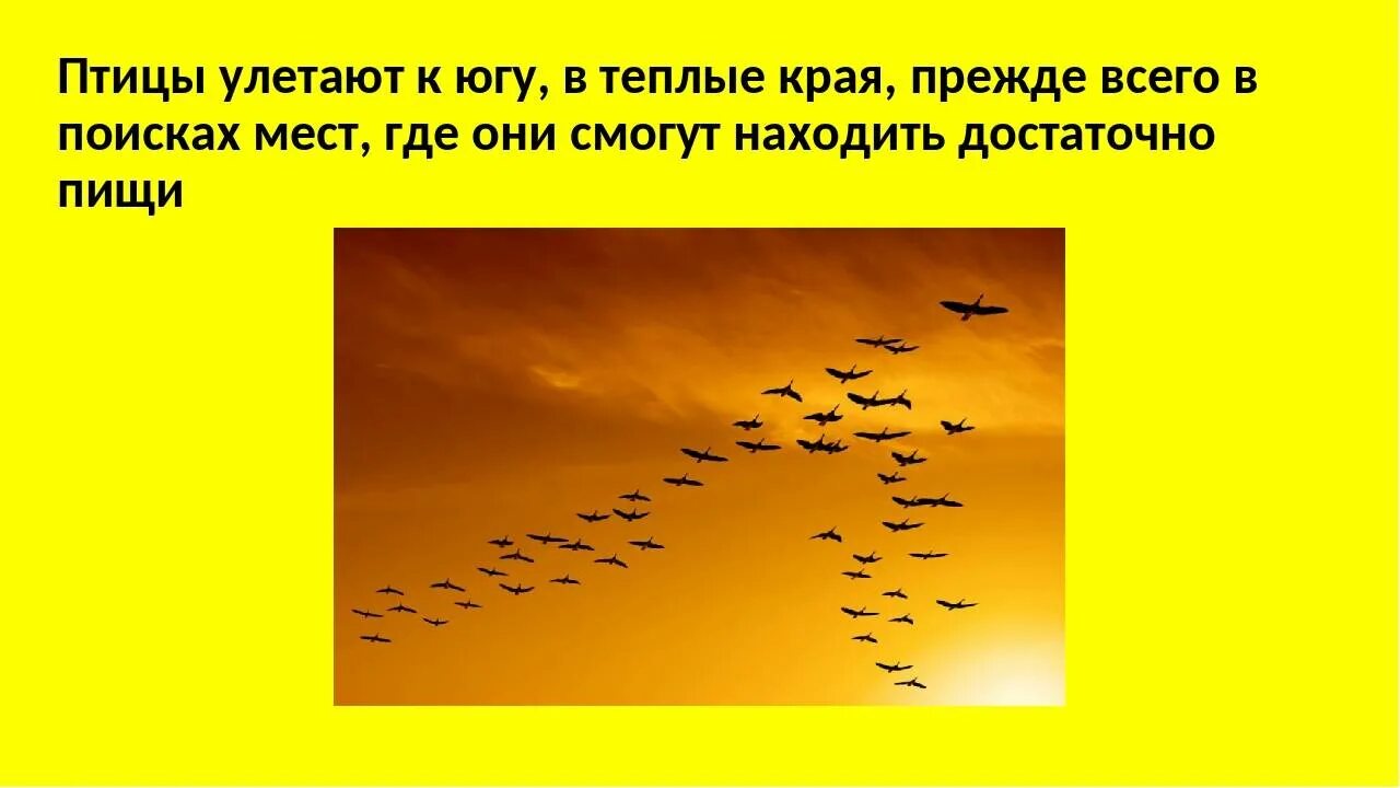 Почему некоторые птицы не улетают. Почему птицы улетают. Почему птицы улетают в теплые края. Почему птицы перелетают. Какие птицы улетают на Юг.