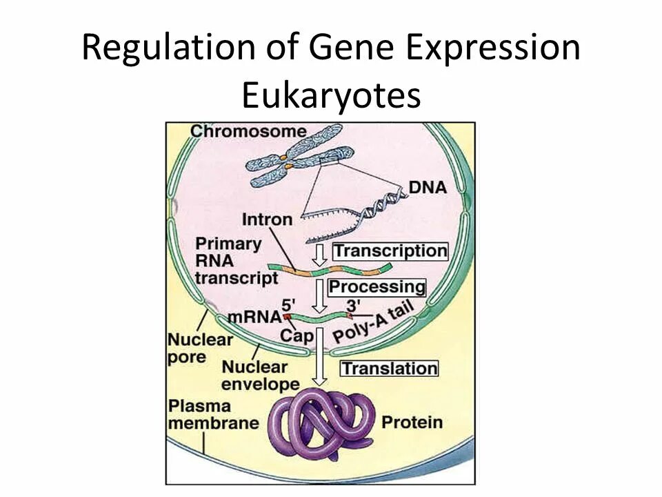 Gene Regulation. Gene expression. Regulation of eukaryotic Gene Regulation. Regulation Gene activity.