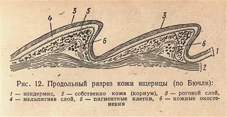 Покров пресмыкающих