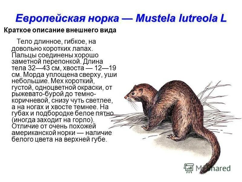 Европейская норка описание кратко. Европейская норка описание кратко. Европейская норка красная книга. Рассказ о норке. Рассказ о норке.