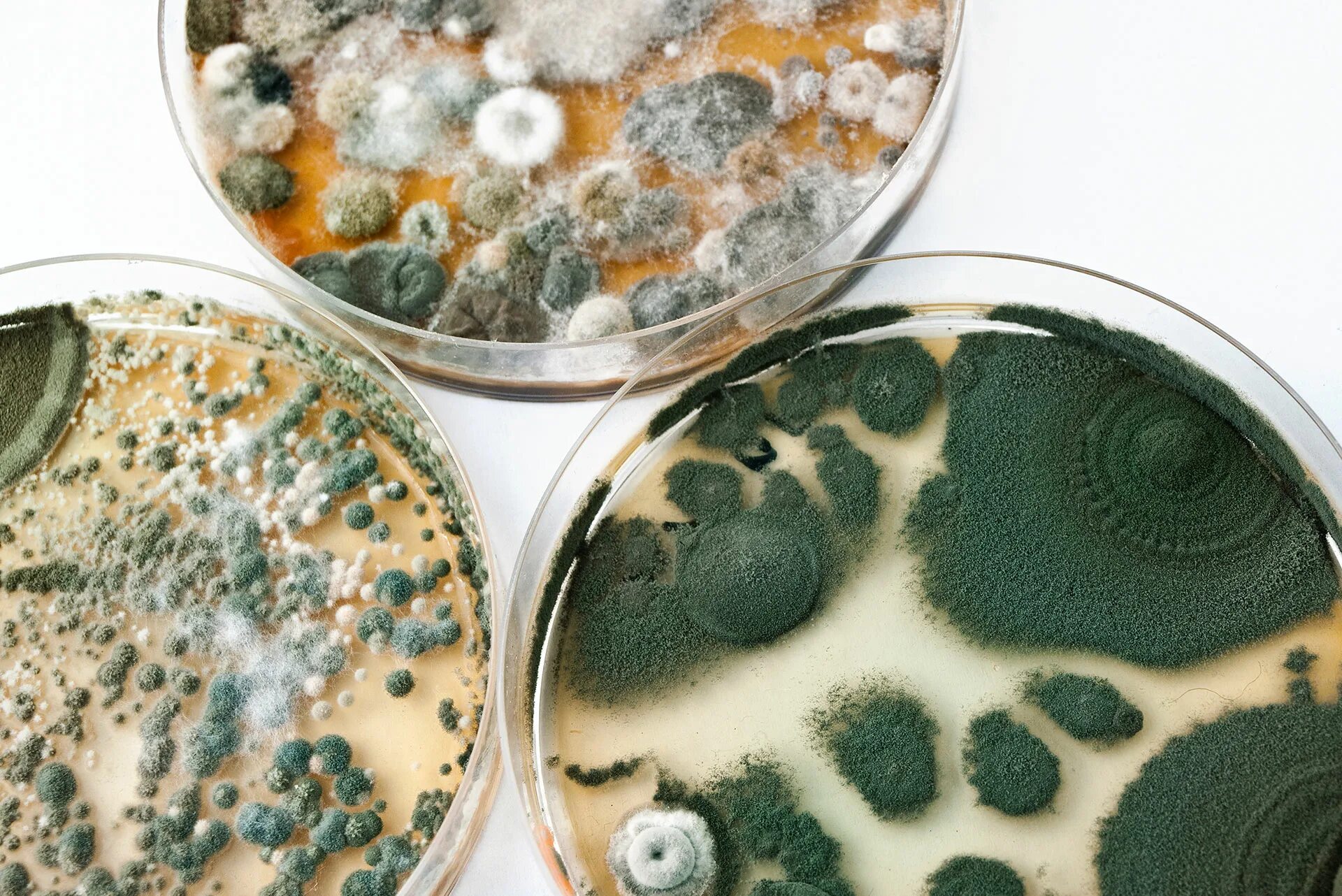 Микроорганизмы продукты. Штамм bacillus subtilis колония. Бактерии в продуктах питания. Микробы на продуктах. Микроорганизмы продукты.