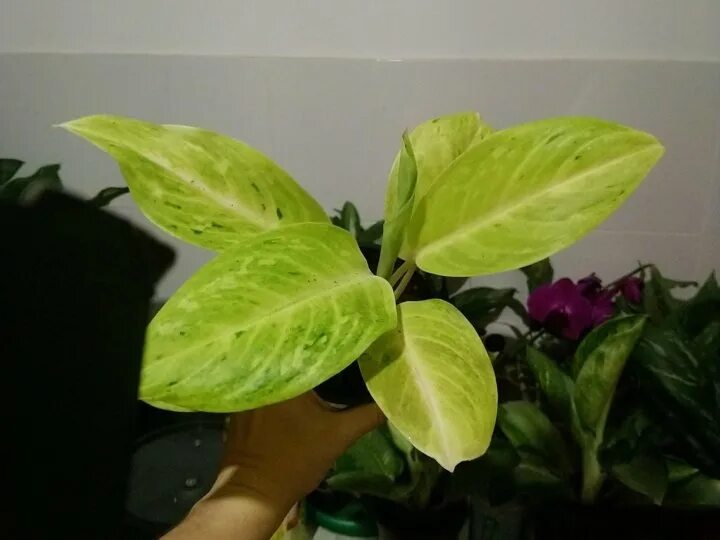 Аглаонема лимон минт. Аглаонема лимон лайм. аглаонема кей лайм. аглаонема вайт лайм.