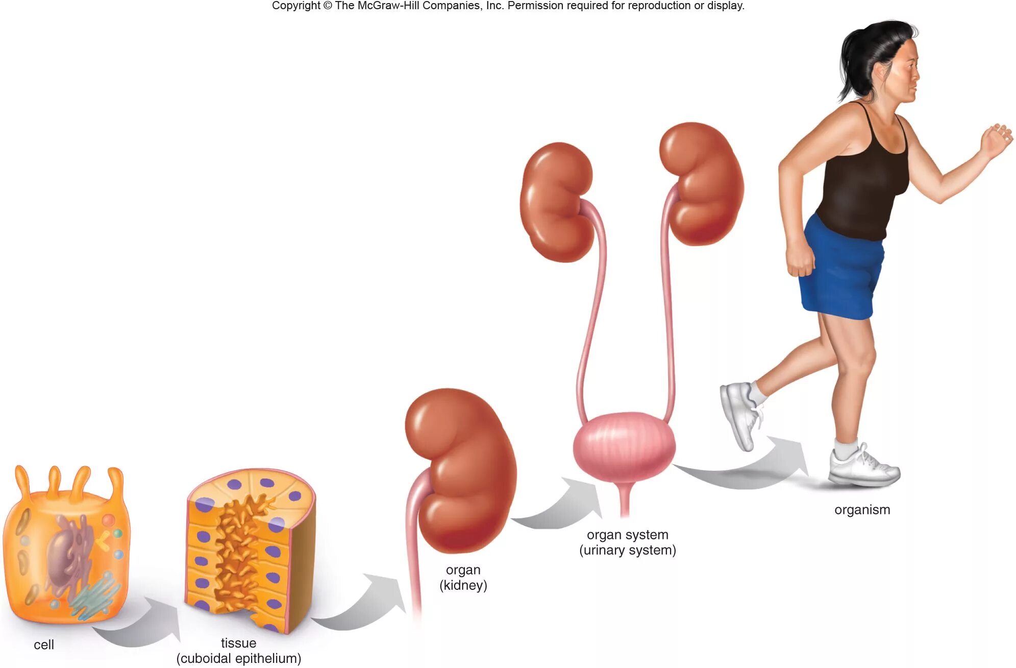 мускулистый мешок в организме человека. что называется мускулистым мешком. мускулистый мешок в организме человека. человеческий организм. пишеварительнаясистема человека.
