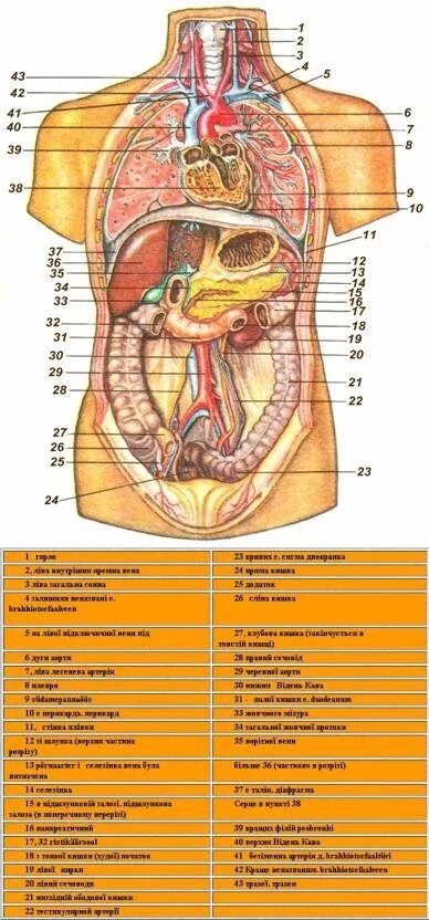 Анатомия человека расположение органов. Схема человеческих органов мужчины. Анатомия человека внутренние органы женщины. Схема органов брюшной полости женщины. Расположение органов внутри.