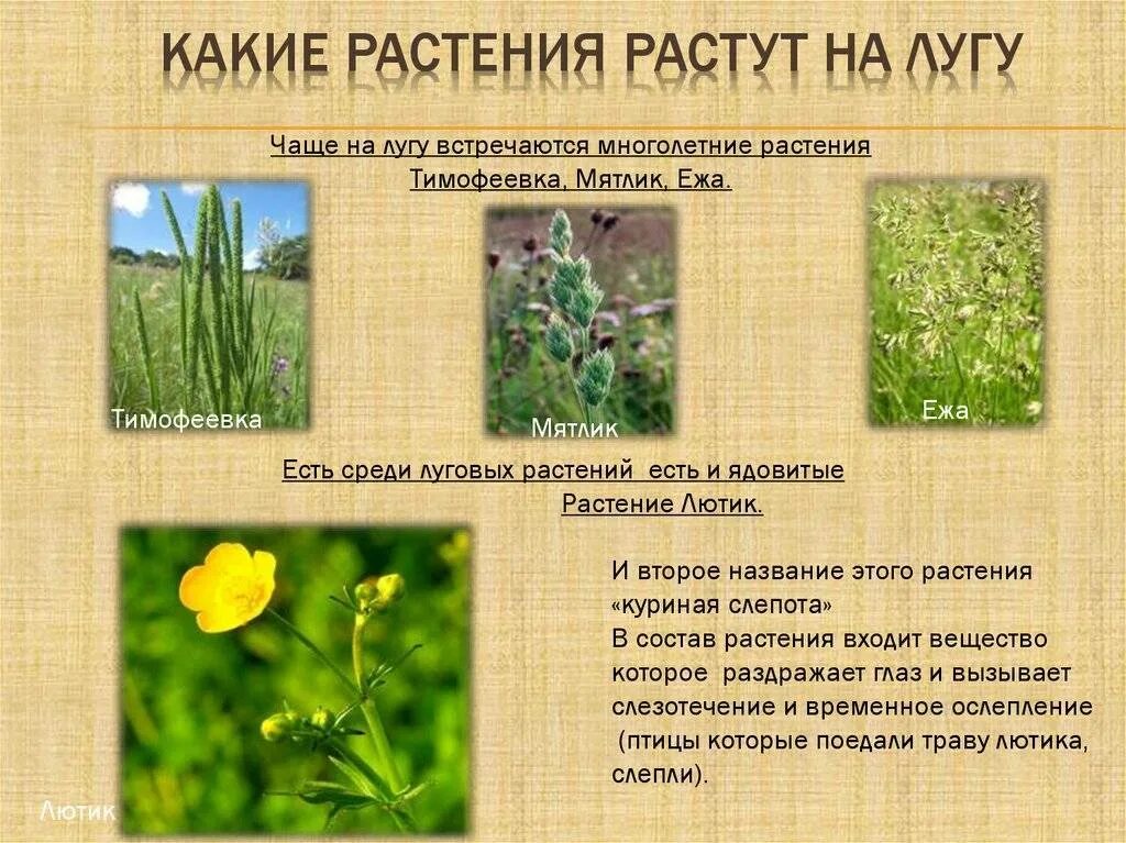 Какие из растений нельзя увидеть на лугу. Какие растения растут на лугу. растения растущие на лугах. растения произрастающие на лугах. растения луга названия.
