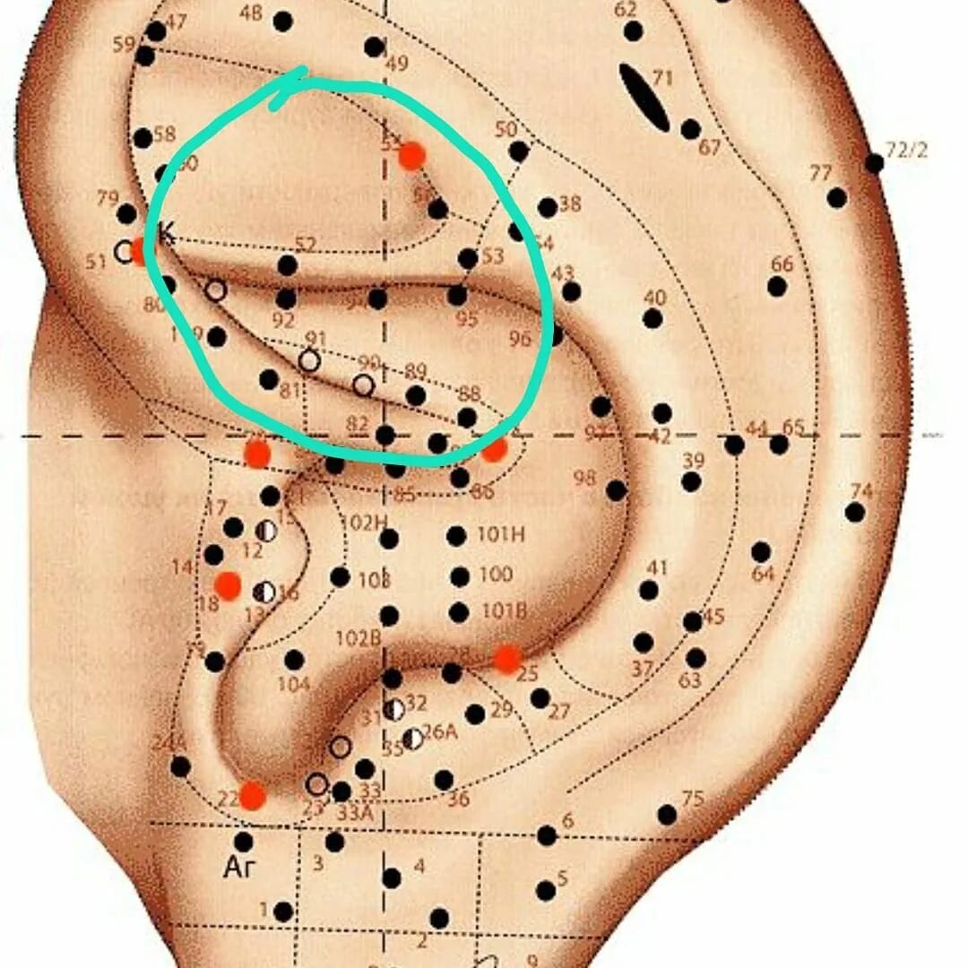 акупрессура аурикулярная. проекция органов на ушной раковине аурикулотерапия. аурикулотерапия атлас точек. аурикулотерапия атлас точек. ухо точки акупунктуры.
