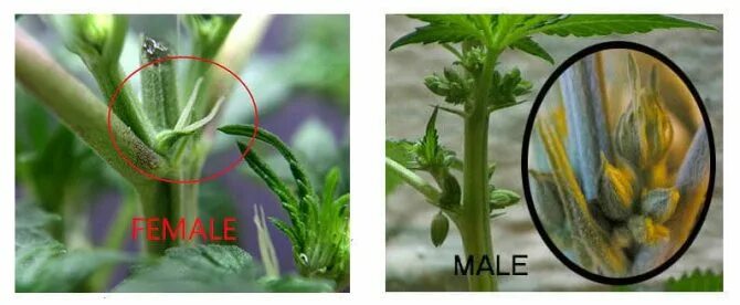 Сиповка отличия. ПУСТОЦВЕТ марихуаны. Определить пол канабиса. Канабис пол мальчик. Женские и мужские растения марихуаны.