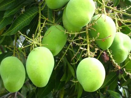 Fruits plant