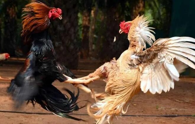 Cock fight