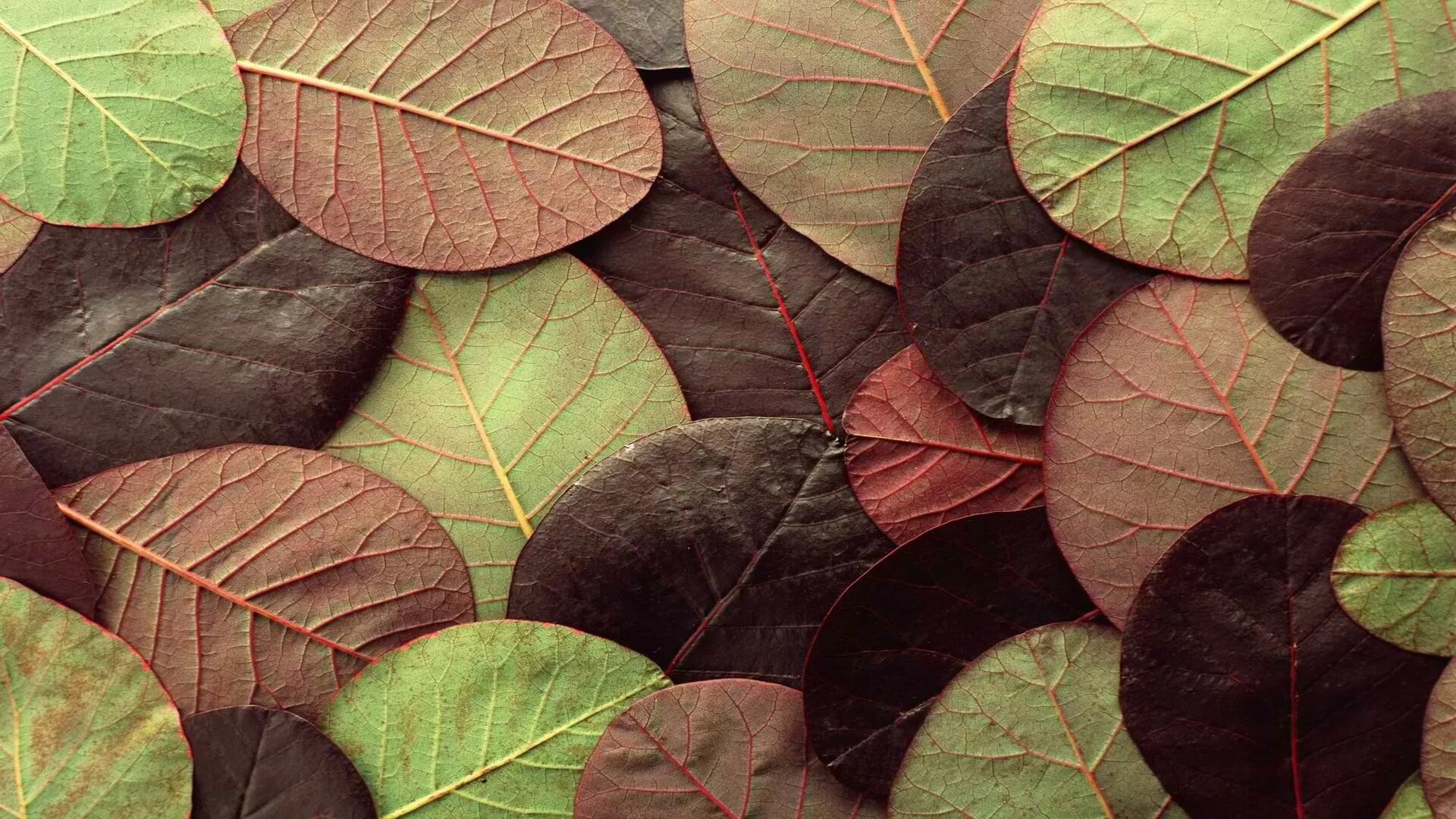 Natural leaves. Коричневые листья. Фон в коричневых тонах. Коричневый в природе. Коричневый цвет в природе.