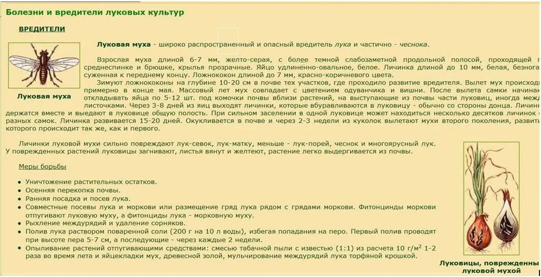 Лук от мухи обработать. Средство от луковой мухи на грядке. Препараты от болезней и луковой мухи. Средства от обратобки луховой Муцхи.