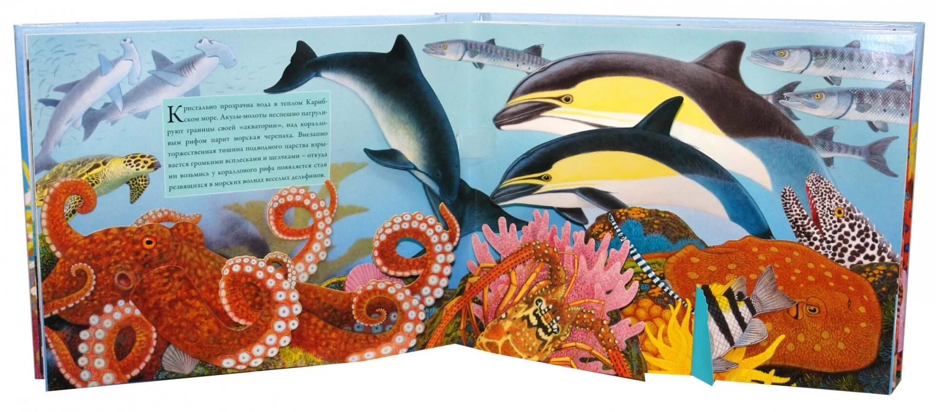 Обитатели океана конспект. Морские животные картинки. Книжка морские животные. Книга панорама океана. Животные морей и океанов книга.