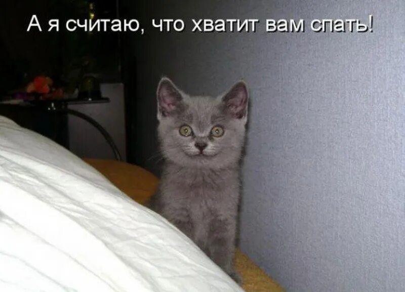 Ну так получилось мем. Нет это вот такой. Настоящих буйных мало вот и нету. Фразы из смешариков. Страдающее средневековье лев мем.