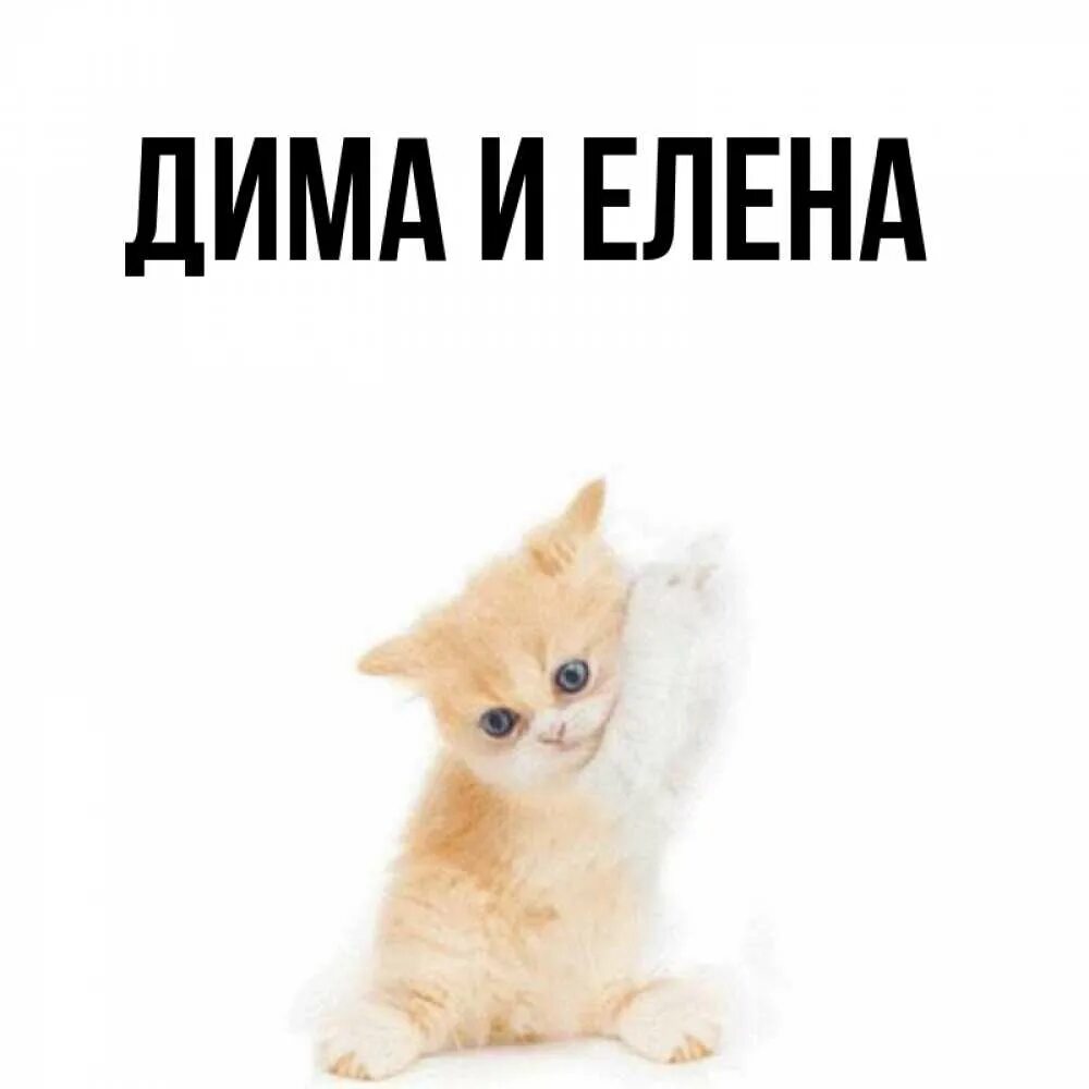 День димы картинки. Открытки с именем Дима. Хорошего дня с именем Дима. Обои на телефон с именем Дима. Животное с именем Дима.